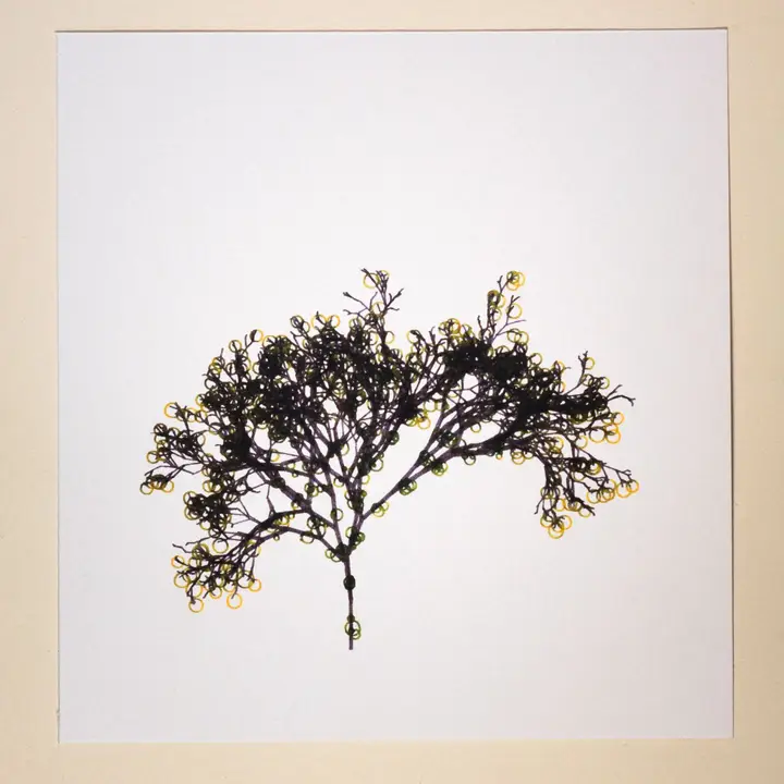 Randomly generated tree branches drawn in black ink with yellow-green circles as leaves on a square white card.