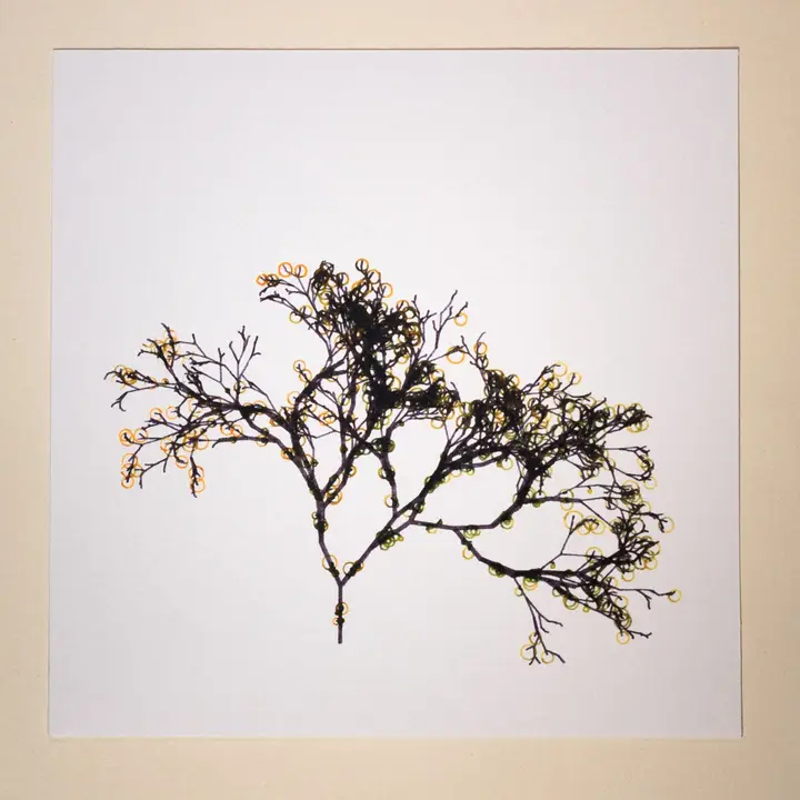 Randomly generated tree branches drawn in black ink with yellow-green circles as leaves on a square white card.