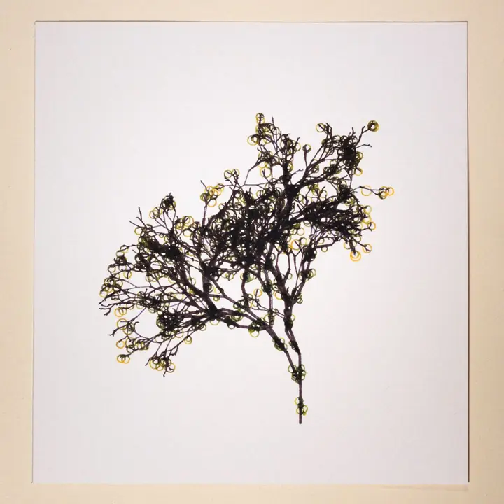 Randomly generated tree branches drawn in black ink with yellow-green circles as leaves on a square white card.